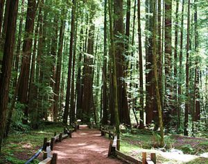 armstrong woods russian river valley