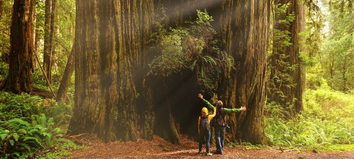 couple hiking in the redwoods admiring the size of these majestic trees 